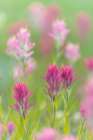Canada, British Columbia, East Kootenay Mountains. Indian paintbrush flowers. Art Print
